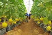 L’Australie partage ses expériences de développement agricole avec le Vietnam 