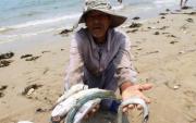 Vietnam : des milliers de poissons morts échoués sur les plages