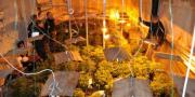Tremblay : un vietnamien condamné pour avoir cultivé mille pieds de cannabis