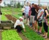 Les touristes se mettent dans la peau d’un paysan vietnamien à Hôi An