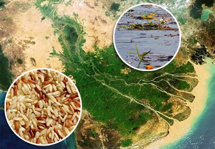 Un peu de sel dans votre riz ? Un peu de sel dans votre riz ?