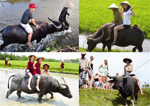 Un tour à dos de buffle à Hôi An Un tour à dos de buffle à Hôi An