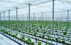 Nouvel accord agricole entre le Japon et le Vietnam Nouvel accord agricole entre le Japon et le Vietnam