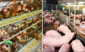 Vietnam : Le secteur de l’alimentation animale a connu une croissance de 22% en 2012