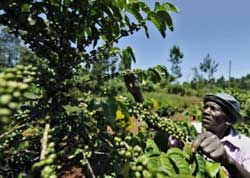 Angola /café : le Vietnam va participer à la réhabilitation du secteur Angola /café : le Vietnam va participer à la réhabilitation du secteur