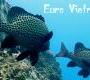 Euro-Viêtnam-Diving : le site européen de la plongée sous-marine au Viêt Nam Euro-Viêtnam-Diving : le site européen de la plongée sous-marine au Viêt Nam