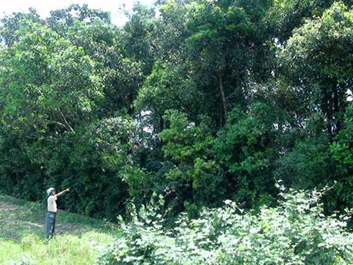 "Áo Quan cho" (ou vêtements offerts par le mandarin) et l'histoire des rangées d’arbres inédites