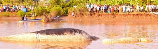 Baleine sacrée Baleine sacrée