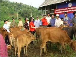 "Banque de vaches" en faveur des pauvres 