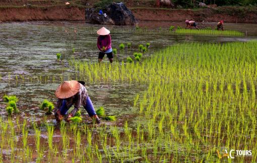 Réserve naturelle de Puluong - Voyage au Nord Vietnam Réserve naturelle de Puluong - Voyage au Nord Vietnam