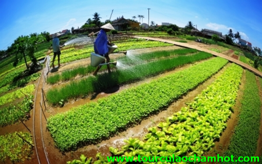 VISITE DU VILLAGE DE LÉGUMES TRÀ QUẾ VISITE DU VILLAGE DE LÉGUMES TRÀ QUẾ