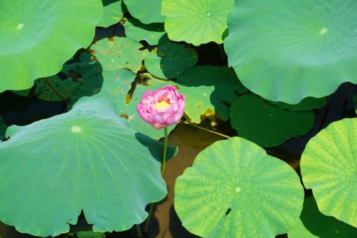 La saison des fleurs de Lotus arrive 