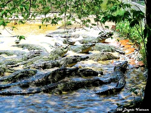 Découvrez la ferme d’élevage de crocodiles à Cai Nai, Can Tho Découvrez la ferme d’élevage de crocodiles à Cai Nai, Can Tho