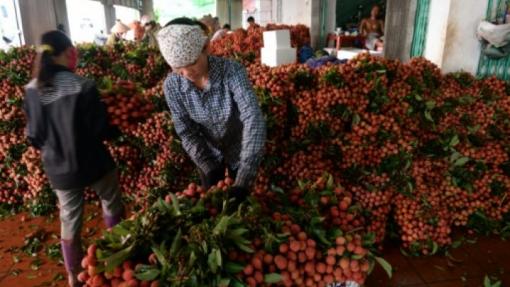 La guerre du litchi, révélatrice de la dépendance du Vietnam envers le marché chinois La guerre du litchi, révélatrice de la dépendance du Vietnam envers le marché chinois