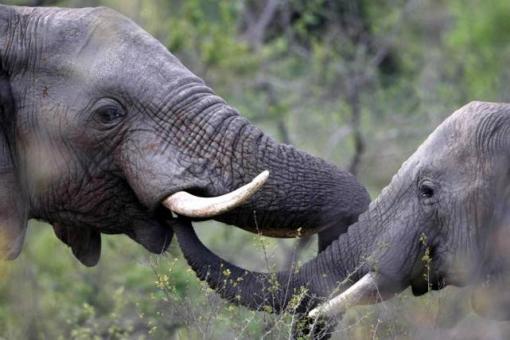 Afrique du sud: saisie de 267 kg d'ivoire en transit vers le Vietnam Afrique du sud: saisie de 267 kg d'ivoire en transit vers le Vietnam
