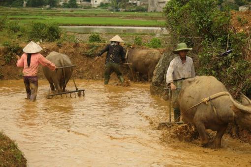 Le Jardindumekong Bentre a ajouté 13 nouvelles photos à l’album Dong Van -Meo Lac- Bao Lac.