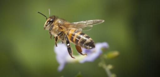 Les abeilles disparaissent aussi en Afrique du Sud