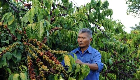 Le Tây Nguyên accorde des terrains agricoles à des foyers pauvres