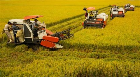 La réforme de l’agriculture est vitale pour renforcer la croissance économique et permettre au Vietnam de devenir un pays à revenu intermédiaire de la tranche supérieure, selon un rapport de la Banque asiatique de développement (BAD) 