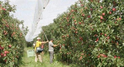 Les producteurs de pommes tarn-et-garonnais à la conquête du Viêtnam Les producteurs de pommes tarn-et-garonnais à la conquête du Viêtnam