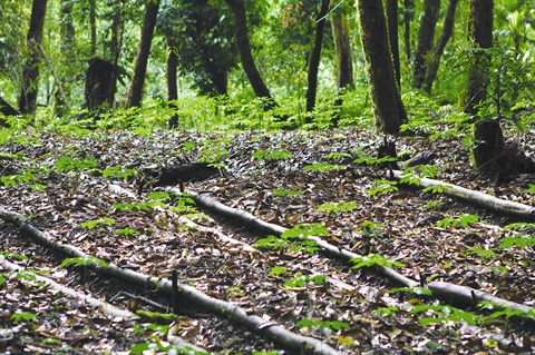 Plantes médicinales, une ressource inexploitée Plantes médicinales, une ressource inexploitée