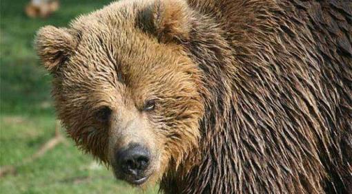 Un vétéran du Vietnam survit à un combat à mains nues contre un ours 