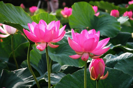 Lotus et ses bienfaits Lotus et ses bienfaits