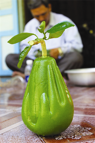 Pamplemousses aux mains de bouddha pour le Têt