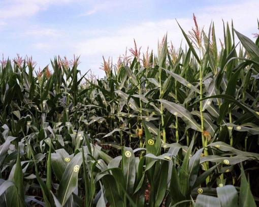 Bayer-Monsanto, alchimie monstrueuse Bayer-Monsanto, alchimie monstrueuse