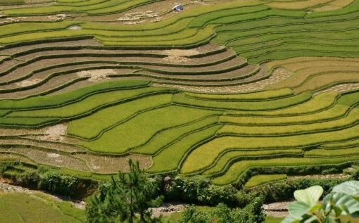 Nature Vietnam voyages - les étapes de la culture du riz Nature Vietnam voyages - les étapes de la culture du riz