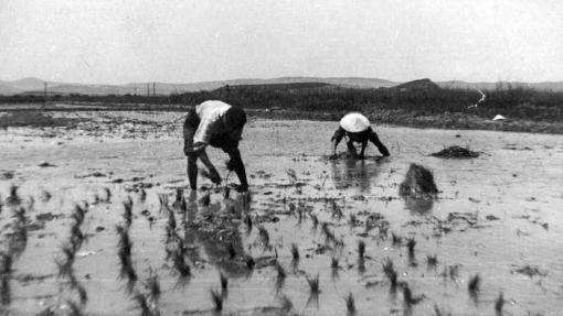 RIZ AMER Les Indochinois en Camargue (1939-1952) sur France 3 le 18 mai à 23h35 RIZ AMER Les Indochinois en Camargue (1939-1952) sur France 3 le 18 mai à 23h35