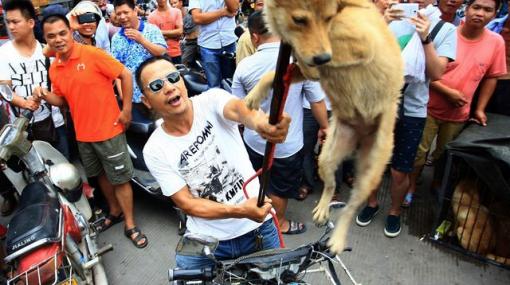Un festival de viande de chien chinois fait rager les amis des animaux Un festival de viande de chien chinois fait rager les amis des animaux