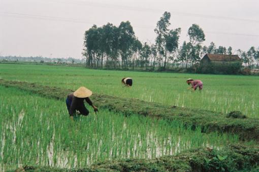 L’agriculture vietnamienne a fait des progrès remarquables, mais les pouvoirs publics doivent agir pour faire face aux difficultés nouvelles et en gestation