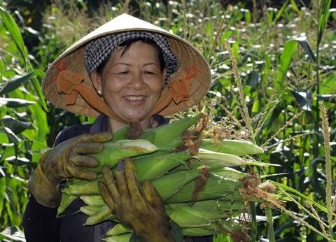 Organismes génétiquement modifiés: déjà plus d’un million d’ha au Vietnam