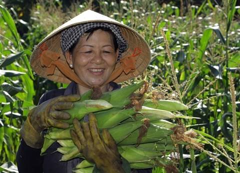 Organismes génétiquement modifiés: déjà plus d’un million d’ha au Vietnam Organismes génétiquement modifiés: déjà plus d’un million d’ha au Vietnam