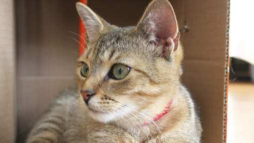 Des milliers de chats importés illégalement au Vietnam pour être mangés Des milliers de chats importés illégalement au Vietnam pour être mangés