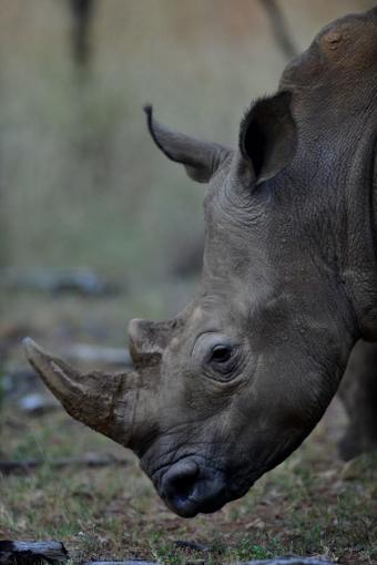 700 kilos de cornes de rhinocéros et défenses d’éléphants saisies 