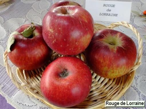 La pomme française pourra de nouveau être exportée au Vietnam 