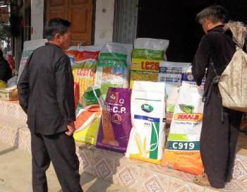 Viêt-nam - OGM : trois maïs autorisés à la culture en 2014