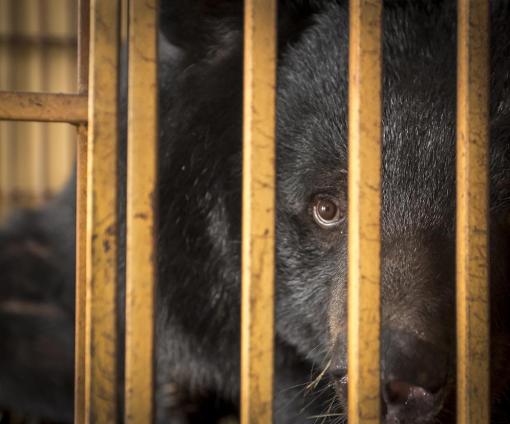 Le terrifiant trafic de la bile d’ours au Vietnam