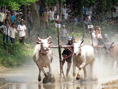 La traditionnelle course de bœufs des Khmers