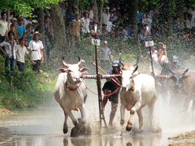 La traditionnelle course de bœufs des Khmers La traditionnelle course de bœufs des Khmers