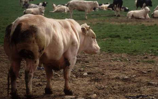 "Le Vietnam veut conclure le dossier d'exportation du boeuf belge" "Le Vietnam veut conclure le dossier d'exportation du boeuf belge"