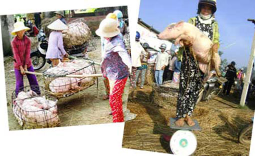 Vietnam : Elles sont payées pour peser des cochons Vietnam : Elles sont payées pour peser des cochons