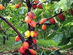 Cacao : Le Vietnam monte en puissance dans le cacao