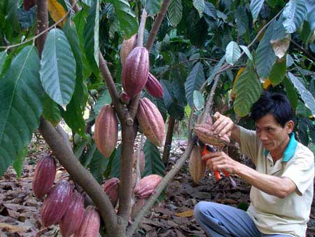 Cacao : Le Vietnam continue sa course au cacao Cacao : Le Vietnam continue sa course au cacao