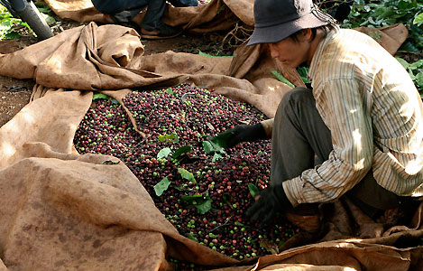 Les exportateurs vietnamiens de café pris à la gorge