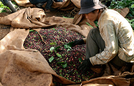 Les exportateurs vietnamiens de café pris à la gorge Les exportateurs vietnamiens de café pris à la gorge