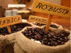 Café : Le marché du robusta soutenu par le Vietnam