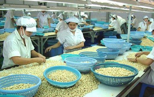 Le Vietnam enregistre un record d’exportation de noix de cajou en 2017
